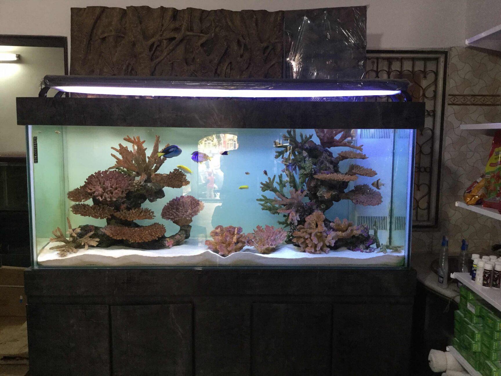 Umino Aquarium Petshop in Jayanagar 7th Block Bangalore Best Aquarium Accessory Dealers near me in Bangalore Justdial