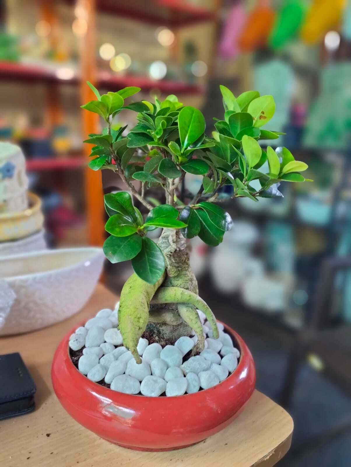 Top Ficus Bonsai Plant Dealers in Electronic City Phase 1, Bangalore near me  - Justdial