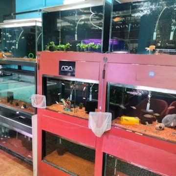 Aquarium Store in Indiranagar Bangalore Best Aquarium Accessory Dealers near me in Bangalore Justdial