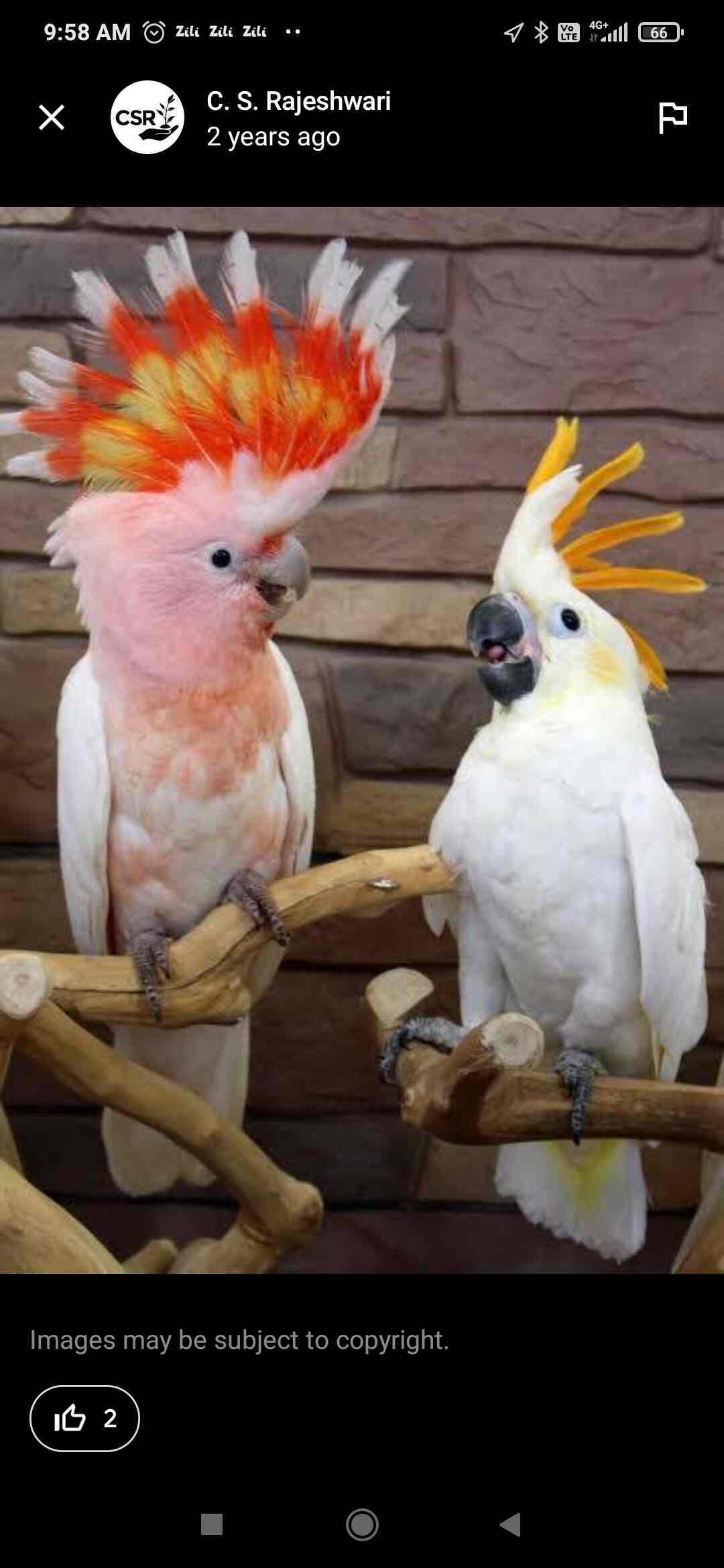 Cockatiel bird shop near me discount