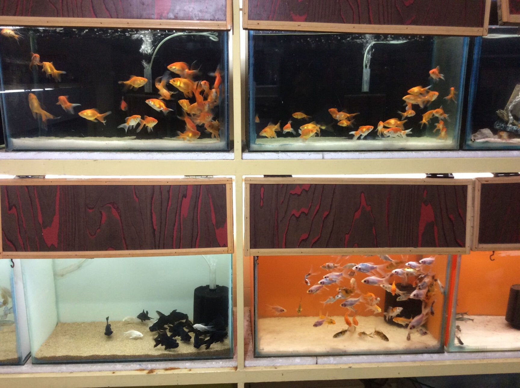 Aqua pet shop near me 2025