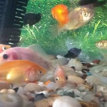 Top Aquariums in Marathahalli Best Fish Tank Dealers near me Justdial