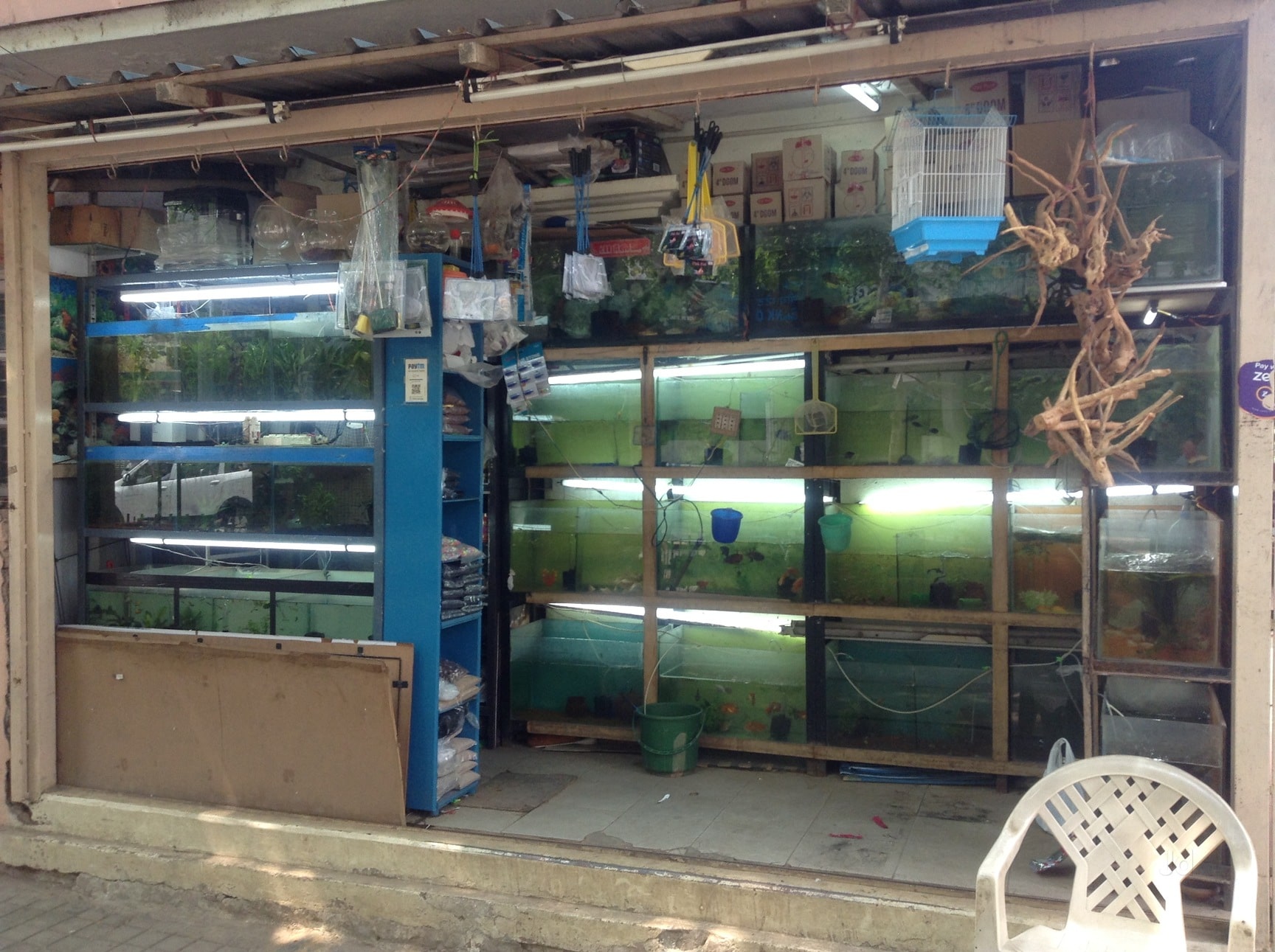 Top Aquariums in Indiranagar Best Fish Tank Dealers near me Justdial