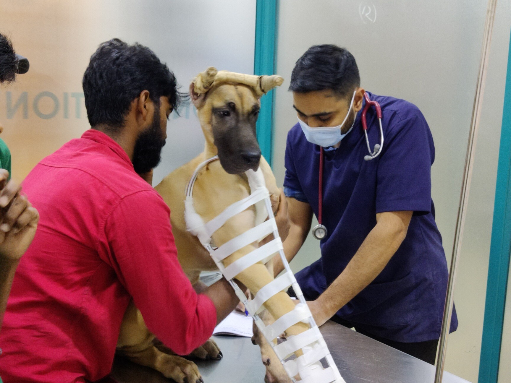 Rmv pet hot sale clinic
