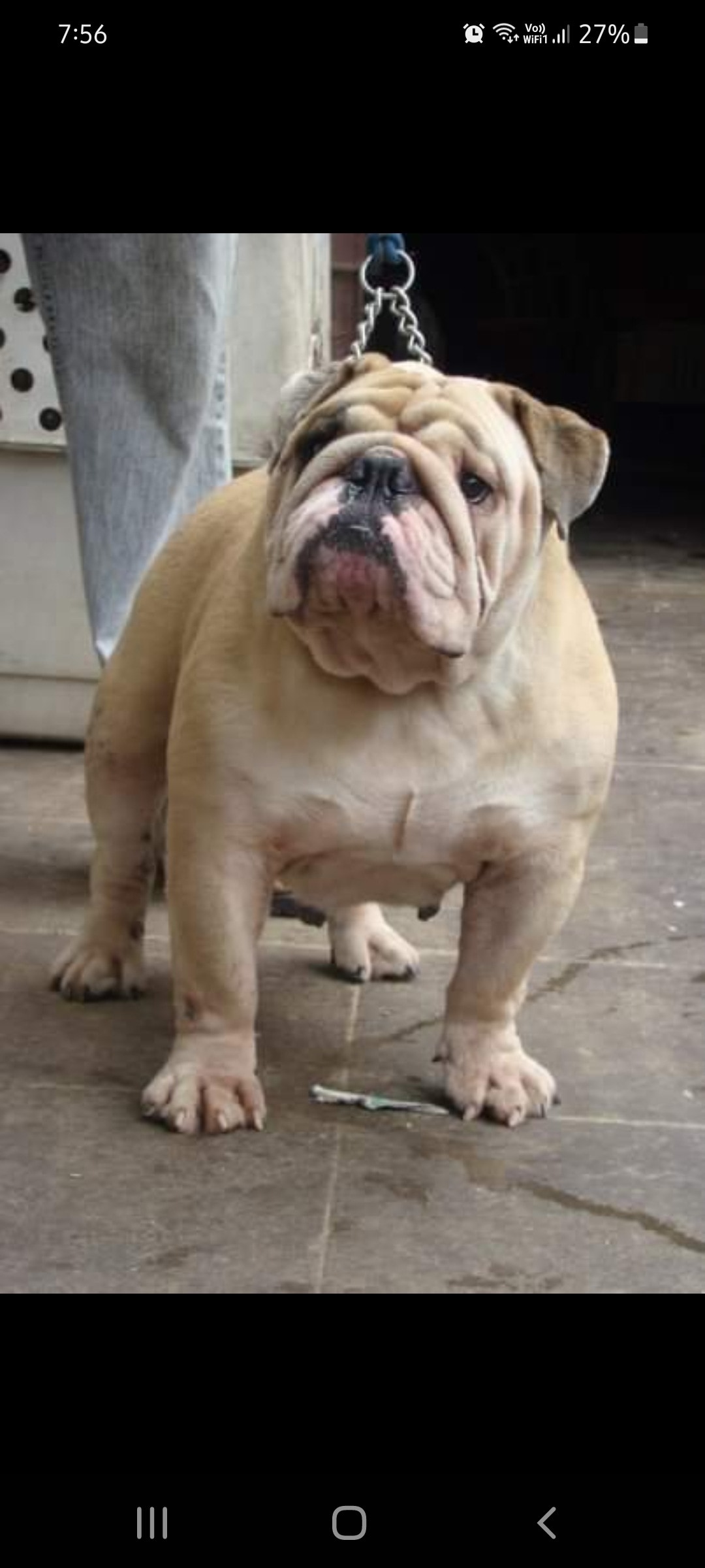 Sanland Kennels in Bannerghatta Road,Bangalore Best Kennel Service in Bangalore Justdial