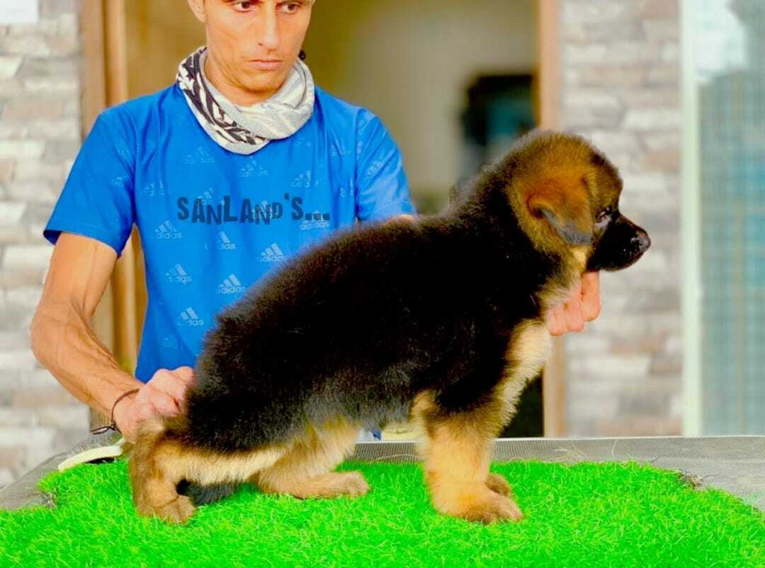 Sanland Kennels in Bannerghatta Road,Bangalore Best Kennel Service in Bangalore Justdial