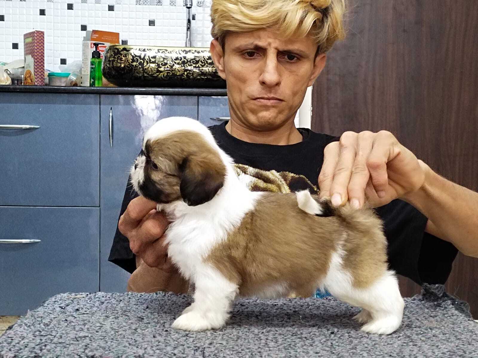 Sanland Kennels in Bannerghatta Road,Bangalore Best Kennel Service in Bangalore Justdial