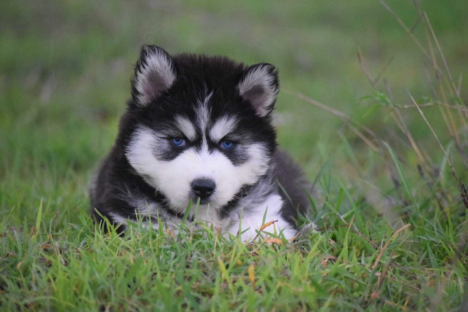 Blue Eyes Siberian Husky Puppy For Sale In Bangalore Top Pet Shops
