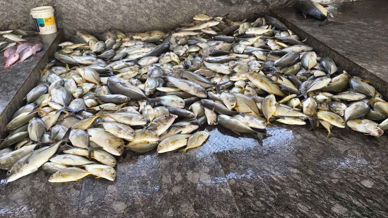 ASR Fisheries in Shivaji Nagar,Bangalore Best Fish Wholesalers in