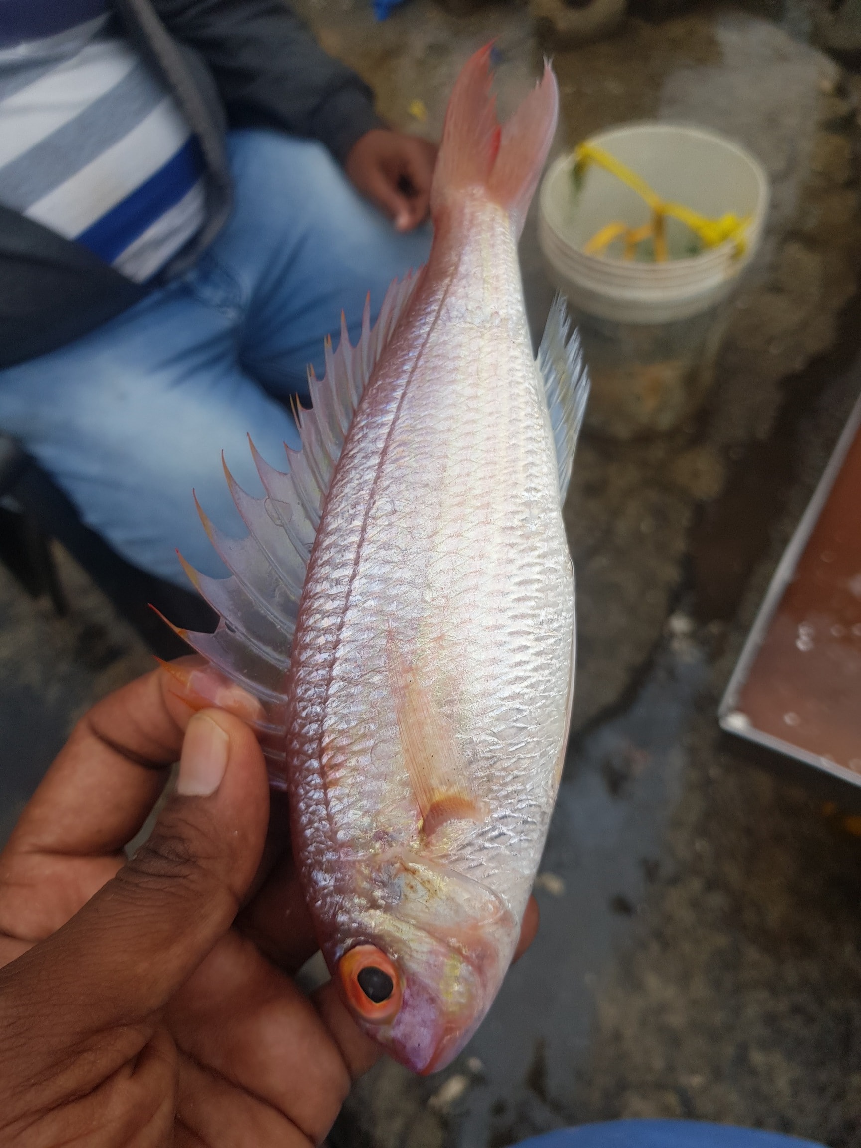 ASR Fisheries in Shivaji Nagar,Bangalore Best Fish Wholesalers in