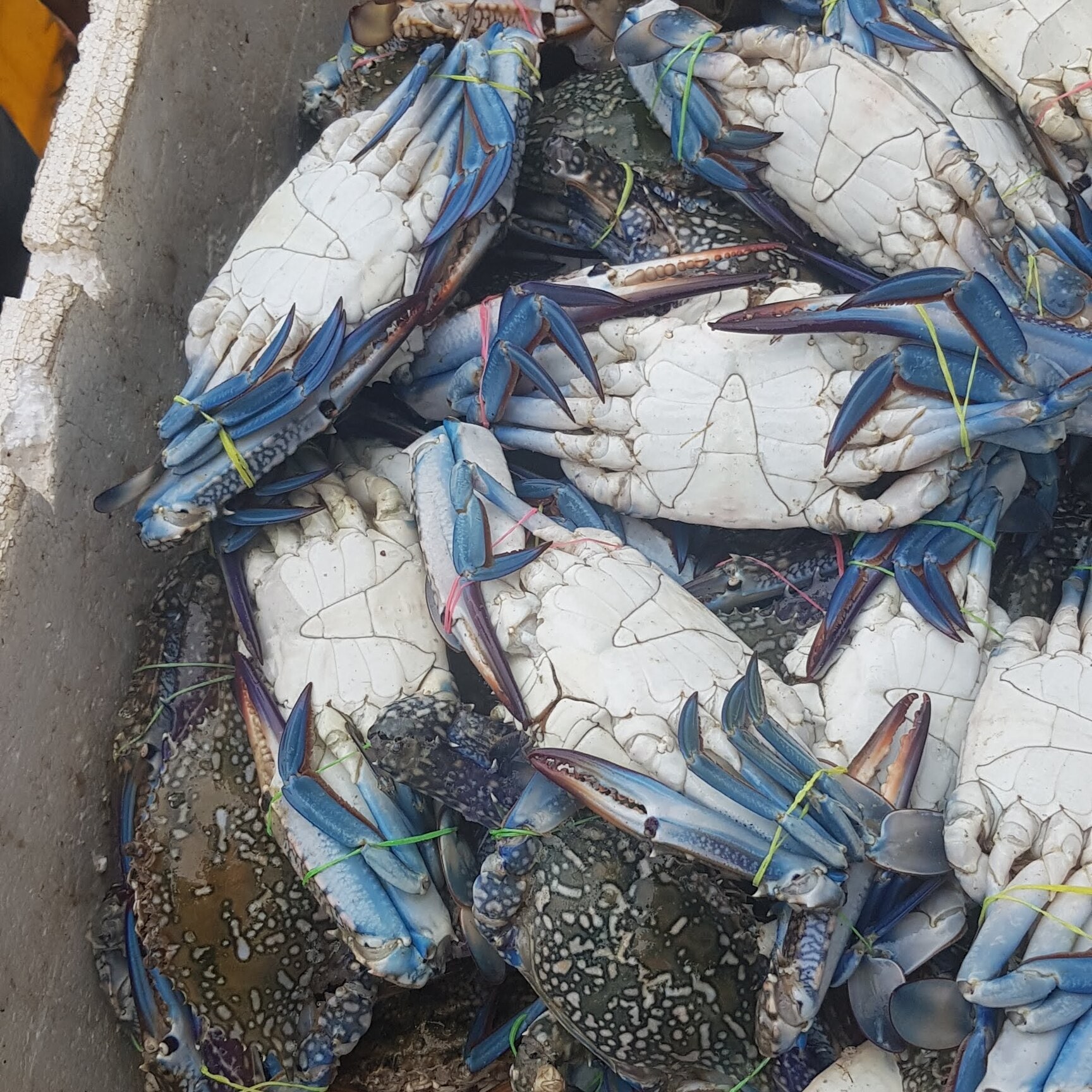 ASR Fisheries in Shivaji Nagar,Bangalore Best Fish Wholesalers in