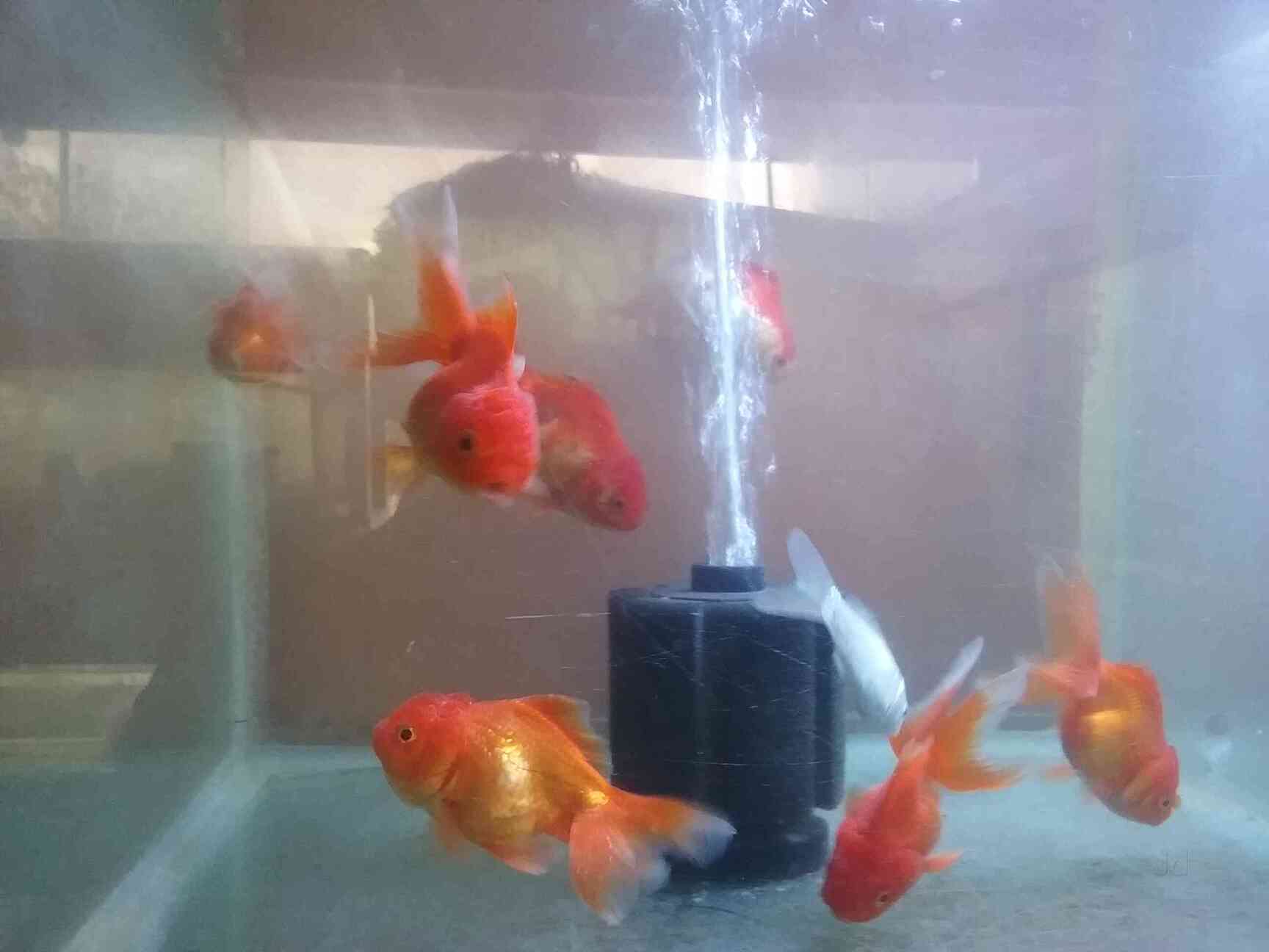 Aqua Paradise in Marathahalli Bangalore Best Aquarium Accessory Dealers near me in Bangalore Justdial