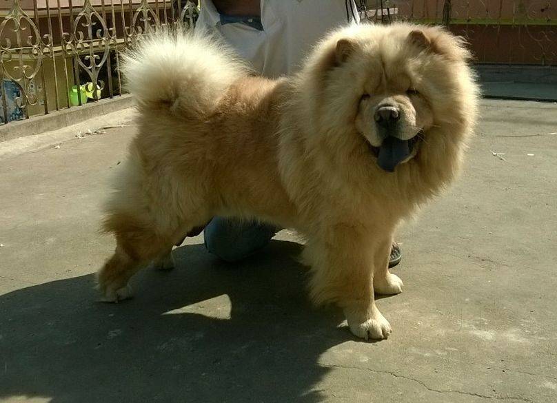 Evergreen Pet Shop in Kammanahalli Bangalore Best Pet Accessory Dealers near me in Bangalore Justdial