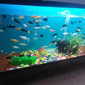 Pet shop and aquarium near me shop