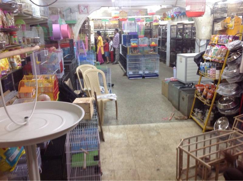 Pet market sale shivaji nagar
