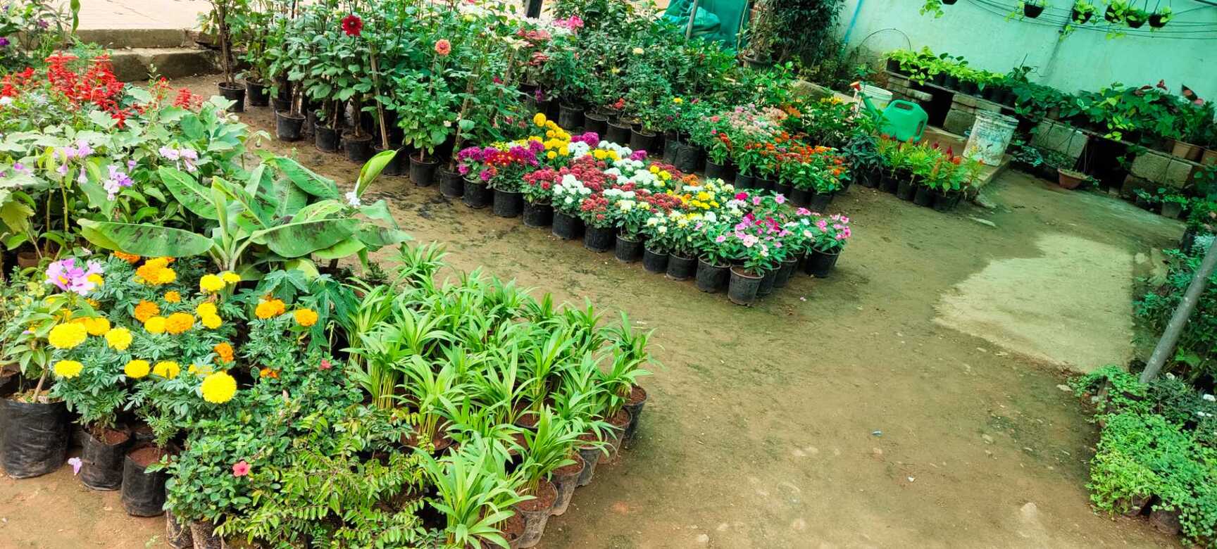 KGN Nursery in Yelahanka New Town,Bangalore Best Grafted Fruit Plant