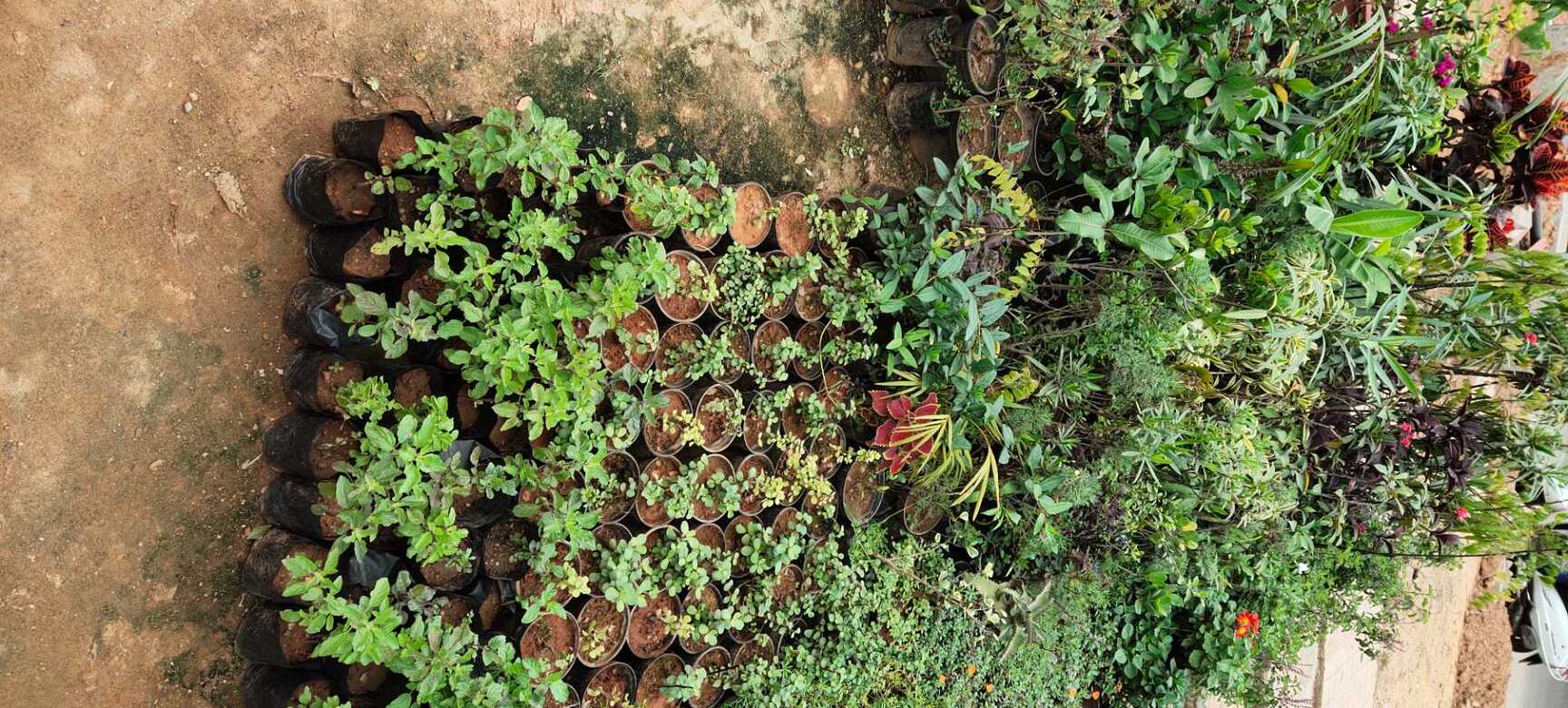 KGN Nursery in Yelahanka New Town,Bangalore Best Grafted Fruit Plant