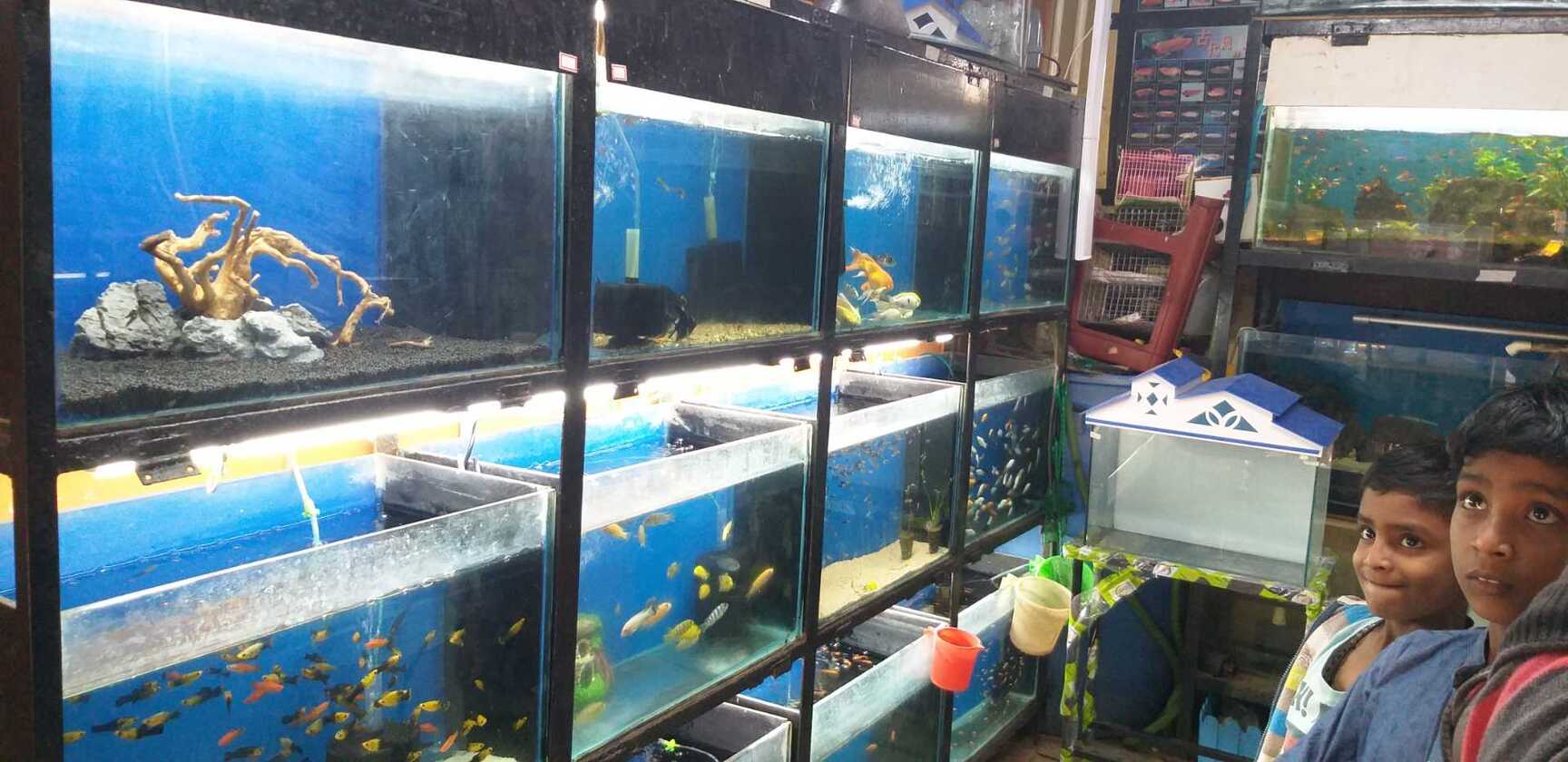 J J Avin Birds And Aquariums in Kalyan Nagar,Bangalore Best Aquarium