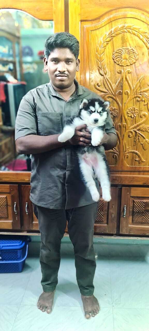 Top Pet Shops For Australian Shepherd Dog in Bangalore near me