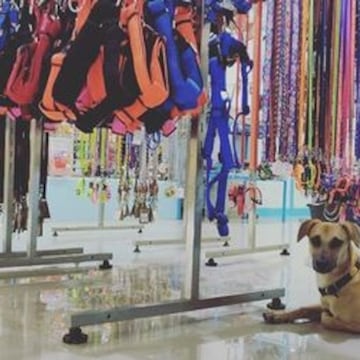 Blue Ridge Pet Speciality — hospital