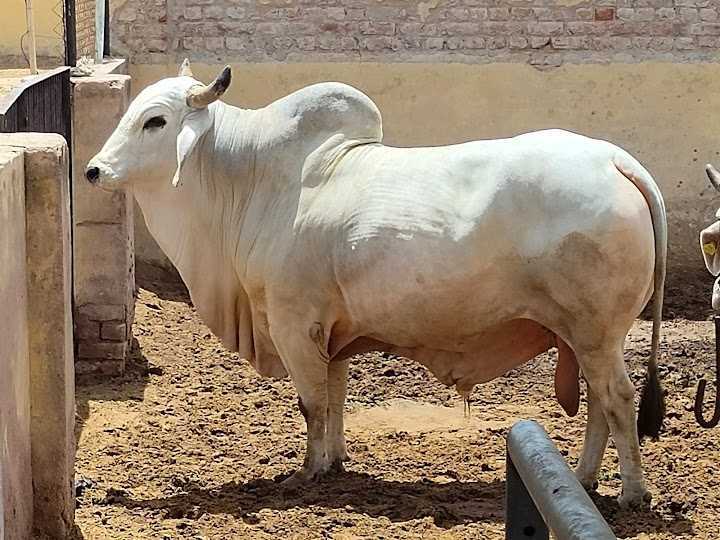 Top Cow Suppliers in Bangalore - Best Cow Dealers near me - Justdial