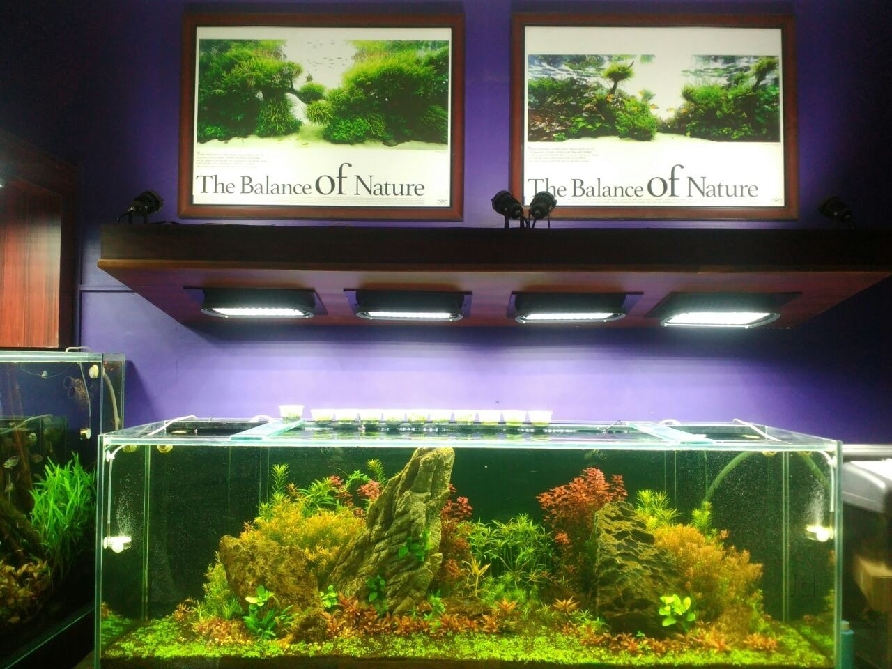 Panache Aquatics in Whitefield Bangalore Best Aquarium Accessory Dealers near me in Bangalore Justdial