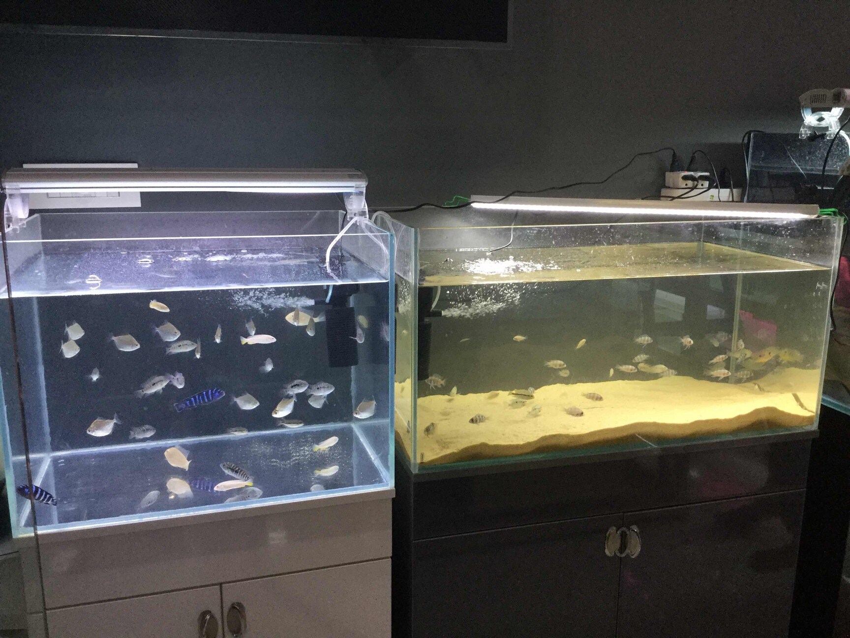 Urs Aqua Pets in Banashankari 1st Stage,Bangalore Best Aquarium