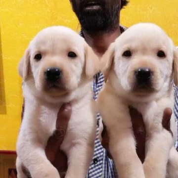 Top Pet Shops For Border Collie Dog in Bangalore Best Pet Stores For Border Collie Dog Justdial