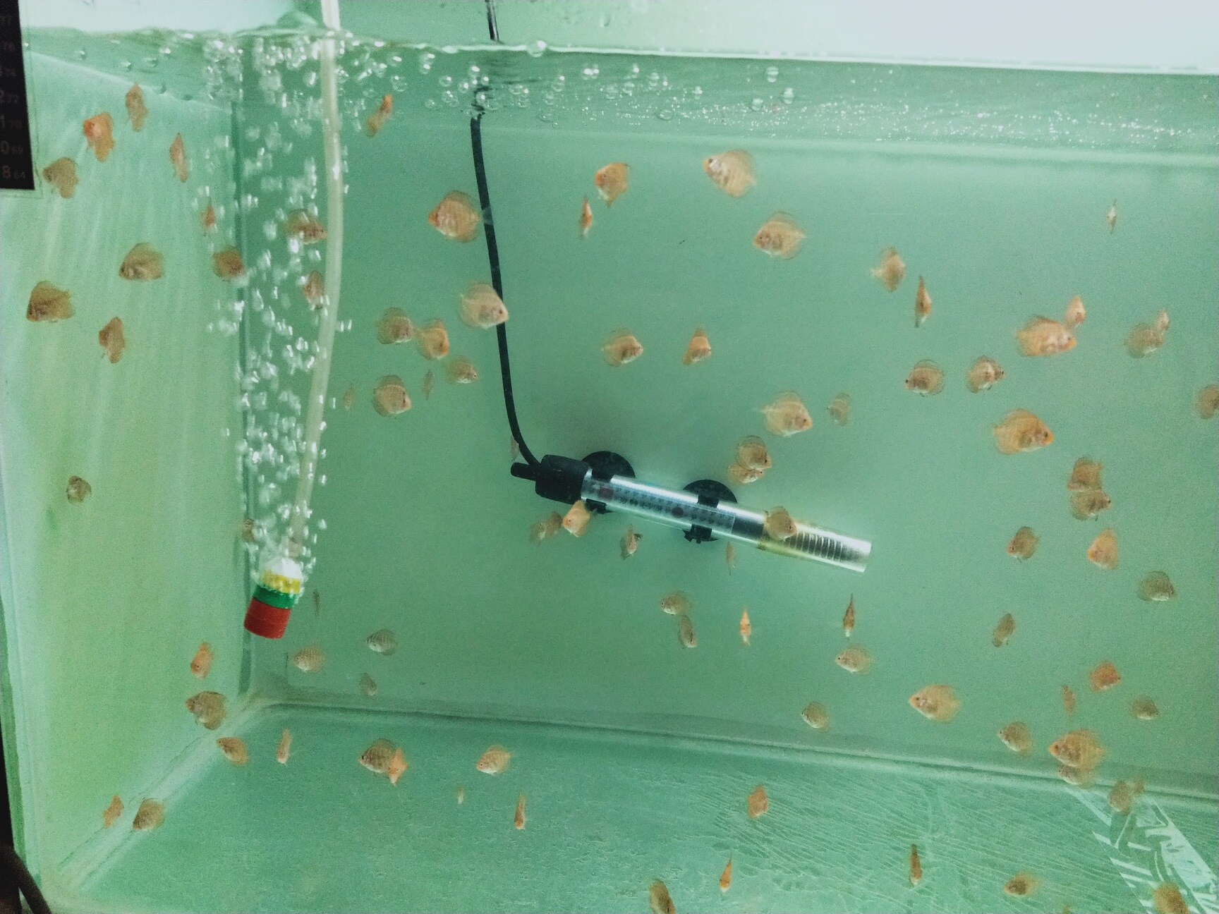 Bangalore Discus in NagadevanahalliGnanabharathi,Bangalore Best