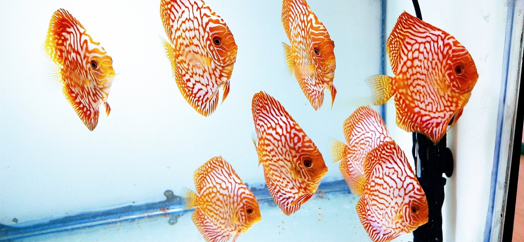 Bangalore Discus in NagadevanahalliGnanabharathi,Bangalore Best