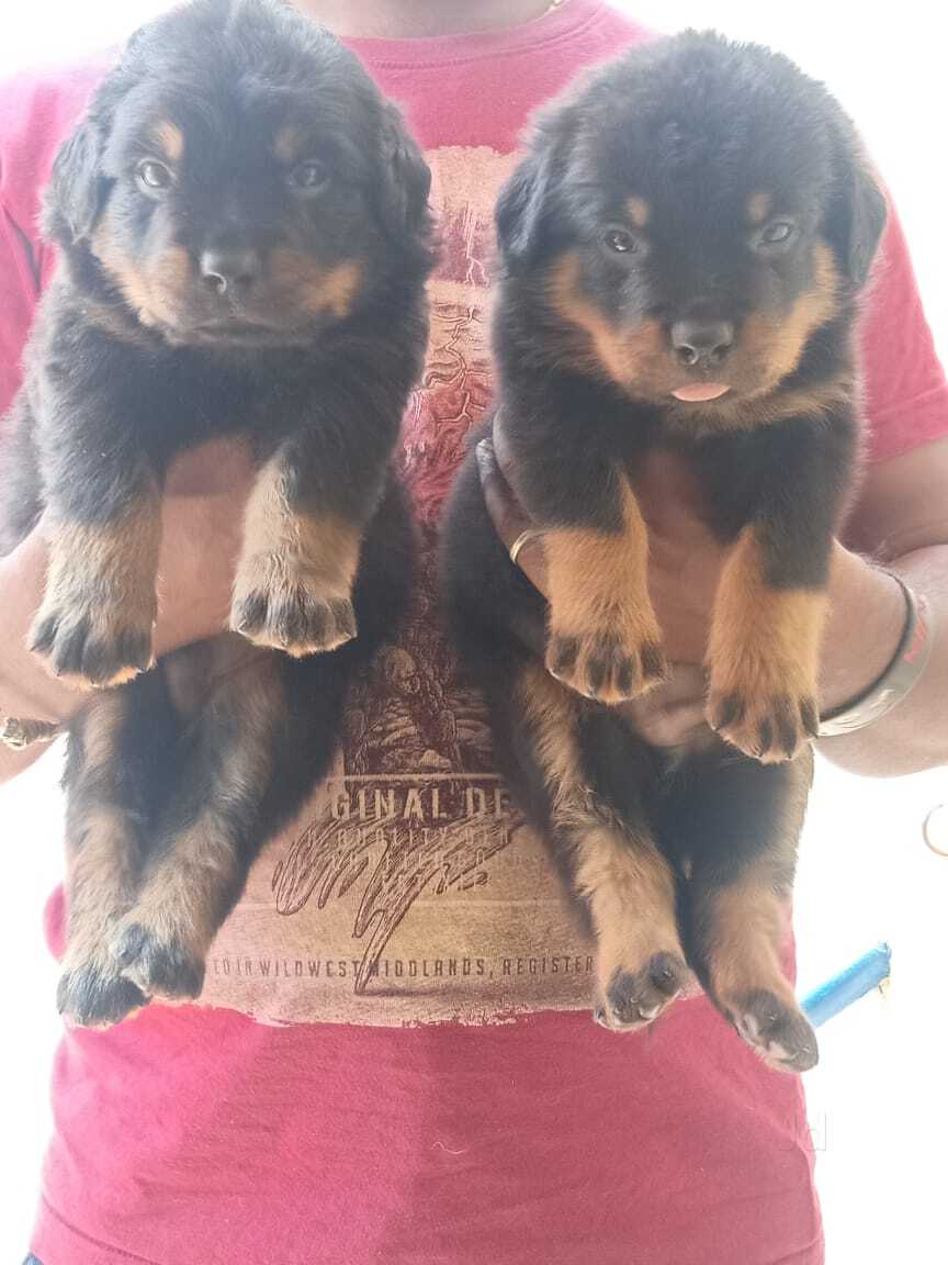 Dog Bazar in Vijayanagar Bangalore Best Pet Shops near me in Bangalore Justdial
