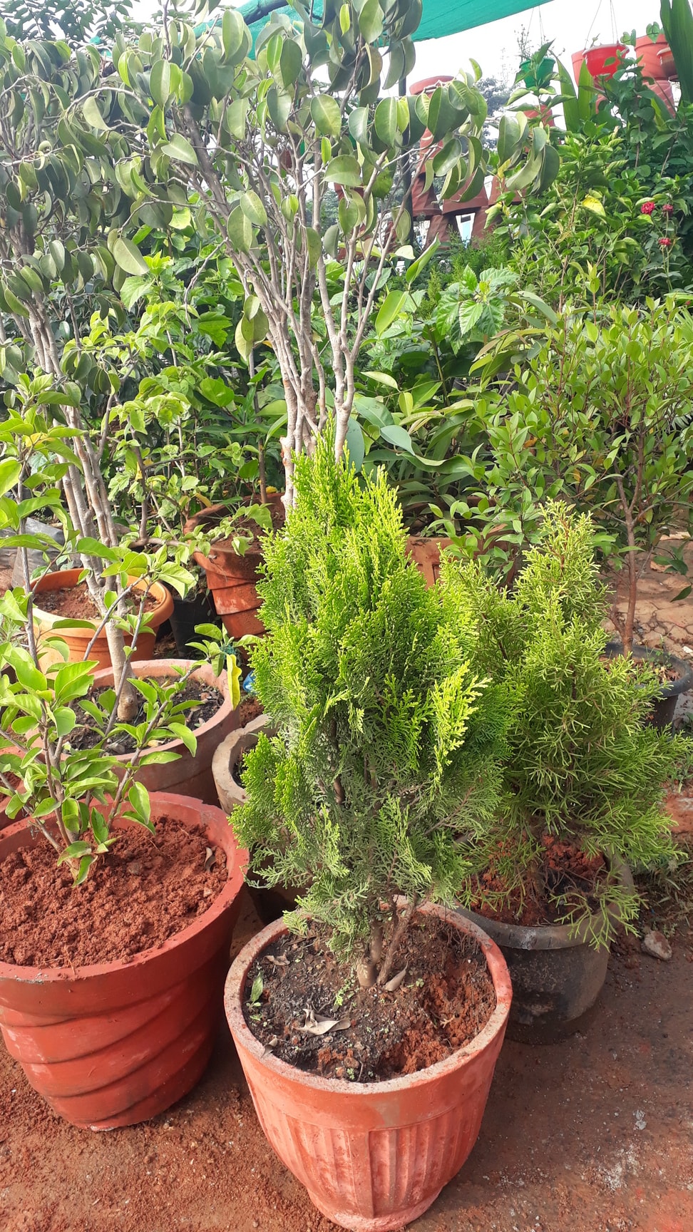 Jk Garden Shop in Laggere,Bangalore Best Plant Nurseries in Bangalore