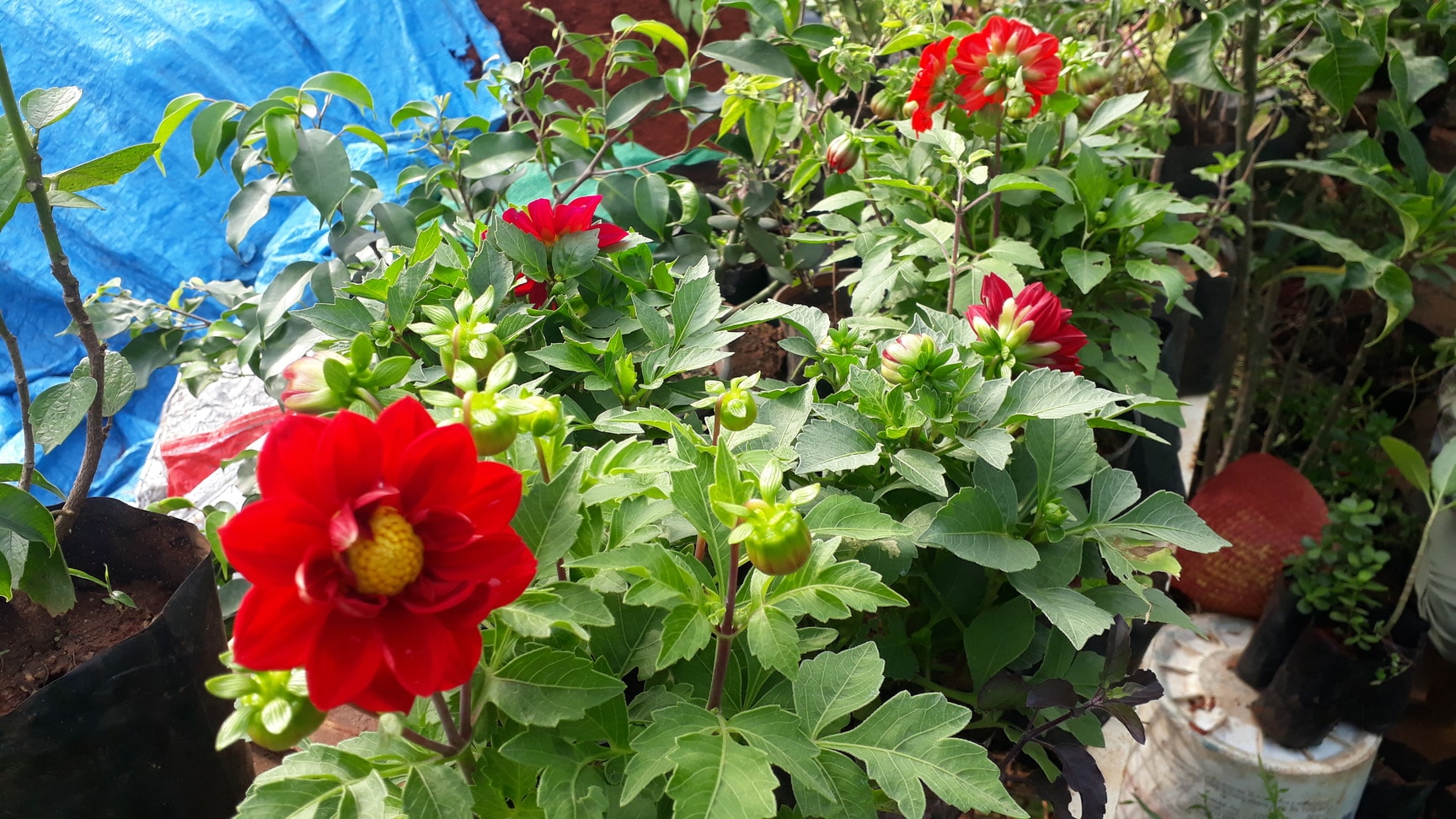 Jk Garden Shop in Laggere,Bangalore Best Plant Nurseries in Bangalore