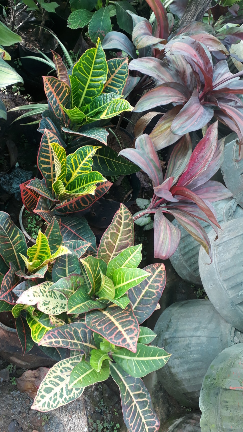 Jk Garden Shop in Laggere,Bangalore Best Plant Nurseries in Bangalore