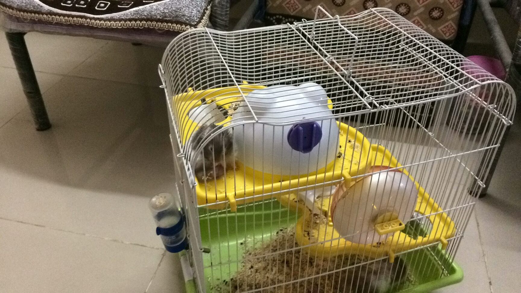 Hamster shops near me top