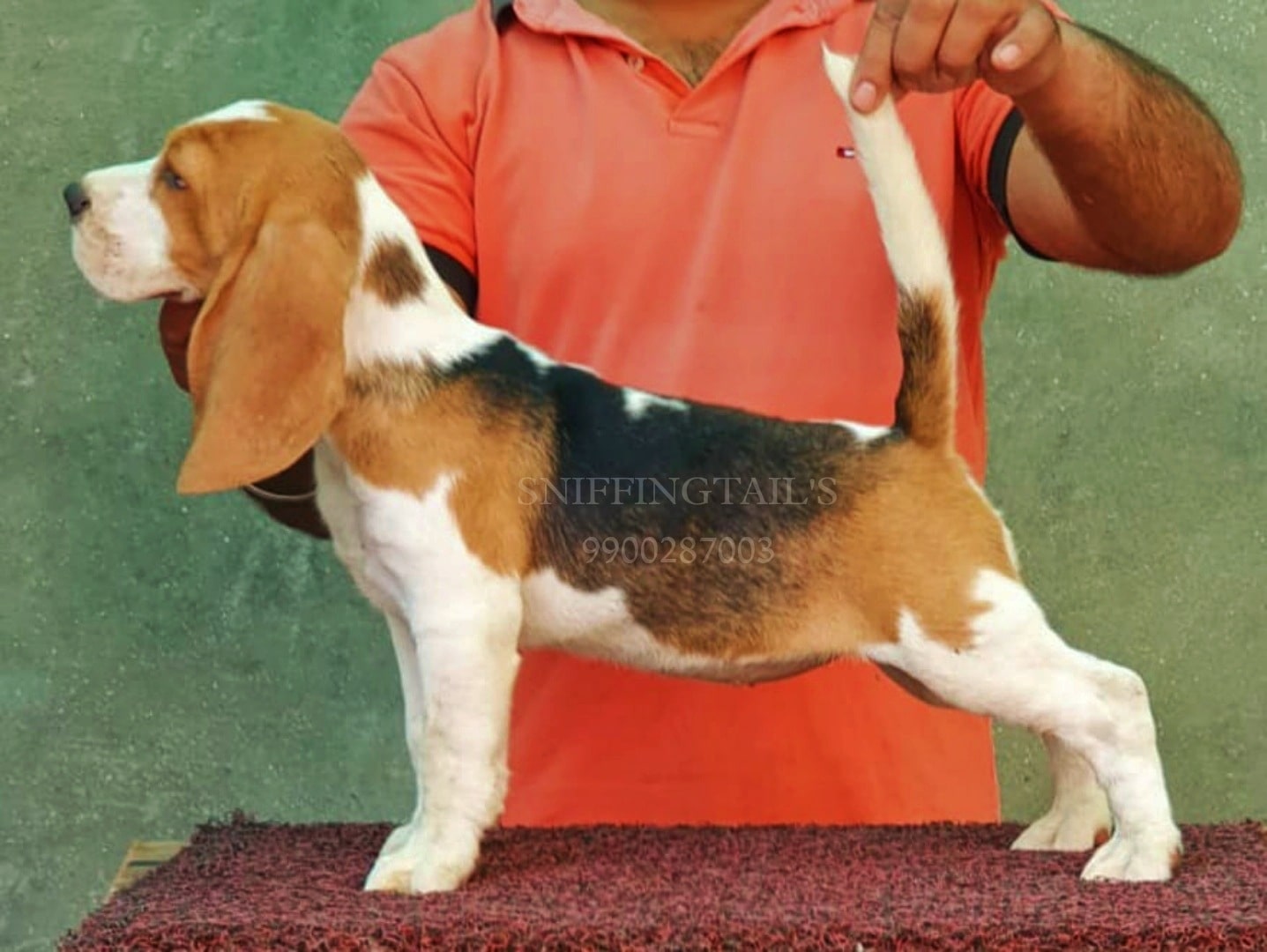 Four Paws Beagle Kennel in Udayanagar,Bangalore Best Kennel Dealers in Bangalore Justdial