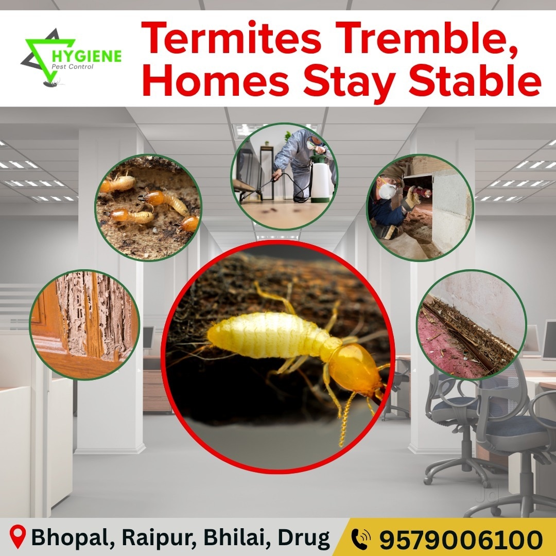 Top Ant Pest Control in Bhopal - Best Ant Removal Services - Justdial