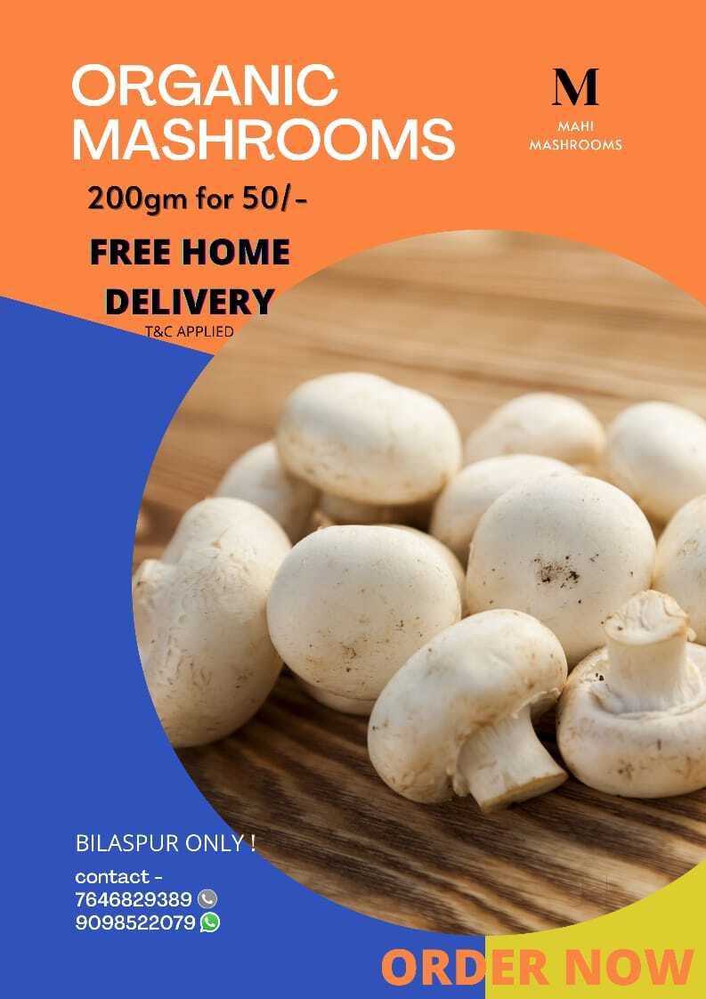 Top Mushroom Retailers in Sambalpur - Best Mushroom Dealers near