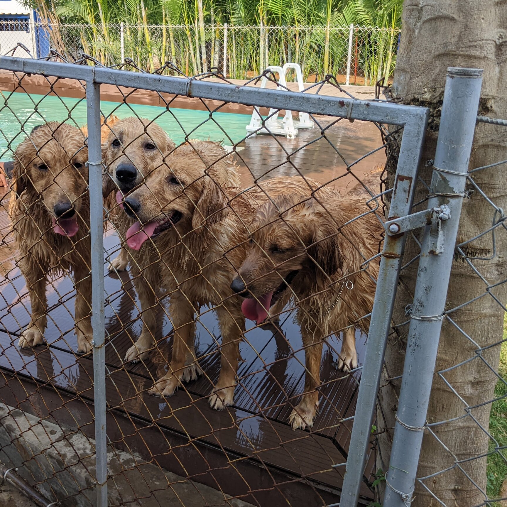Dog Boardings in Sholinganallur, Chennai - Page 2