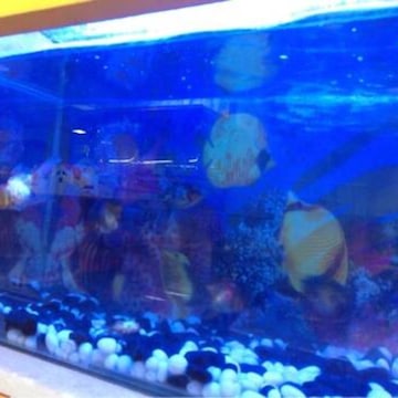 Marine pet shops near me online