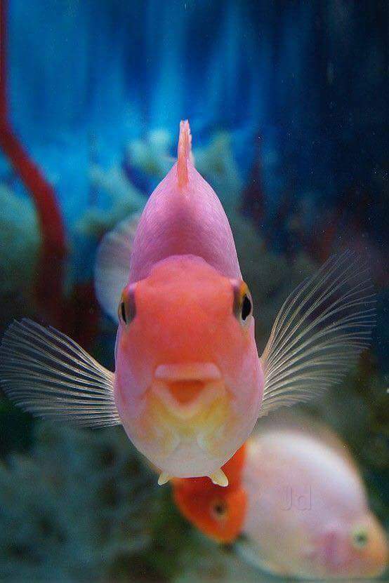 Kolathur fish aquarium shops outlet