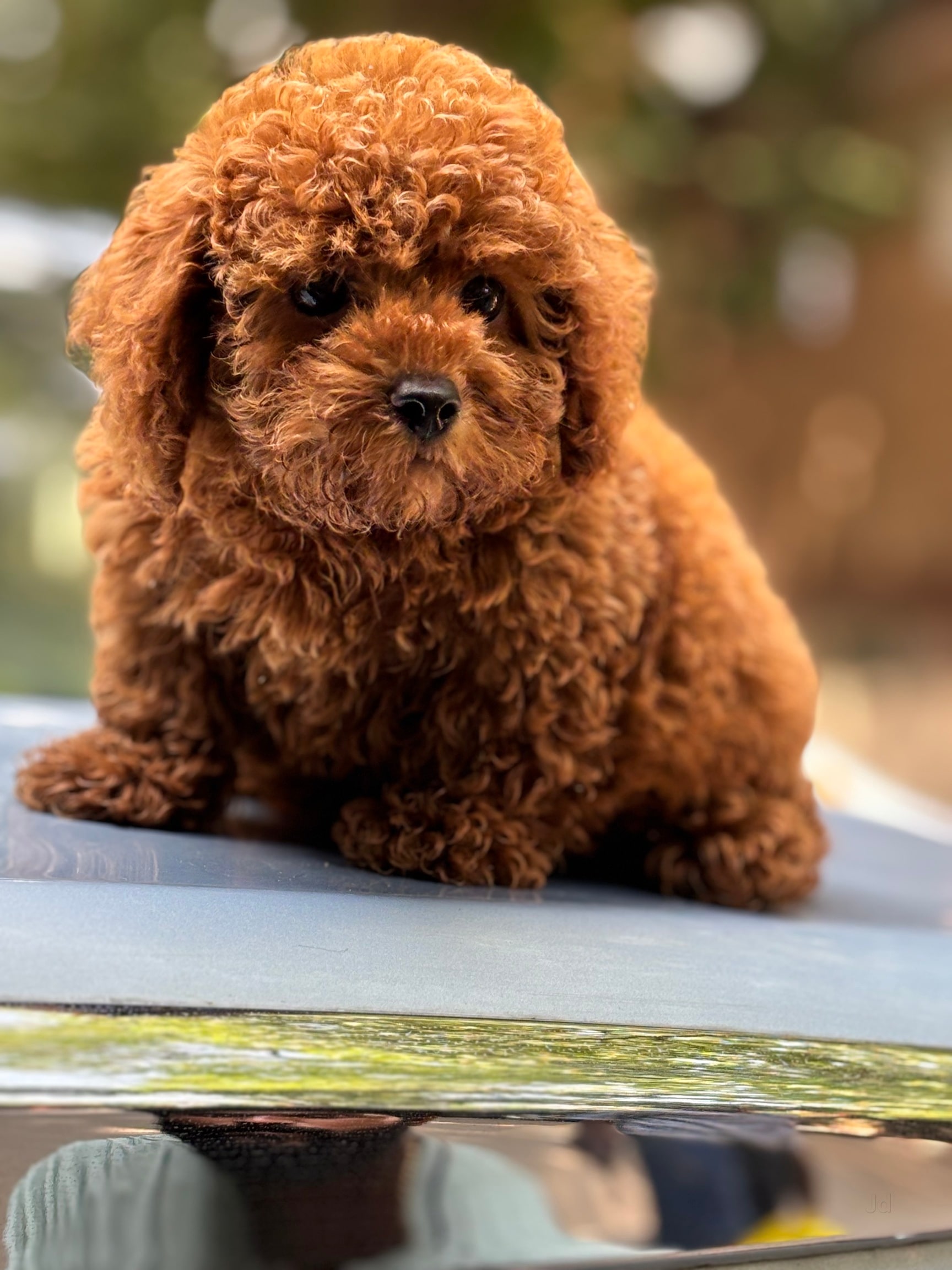 Sale Near Best Puppy Selling Sites Clearance Pets For Sell Near Me