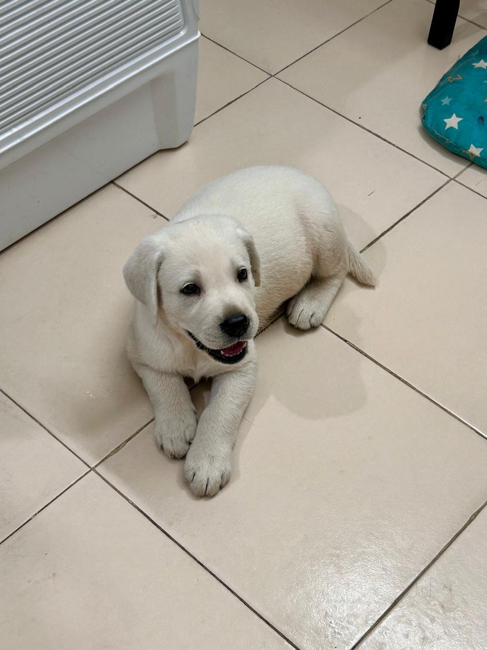 Dog sale shop in chennai online