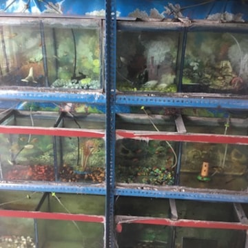 Eden Aquarium in Tambaram West Chennai Best Aquarium Accessory Dealers near me in Chennai Justdial