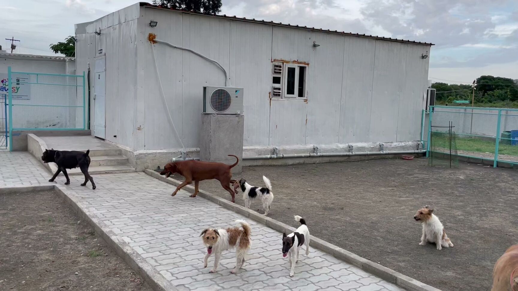 Powsy Dog Boarding Kennel in Vanagaram Chennai Best Dog Creche near me in Chennai Justdial