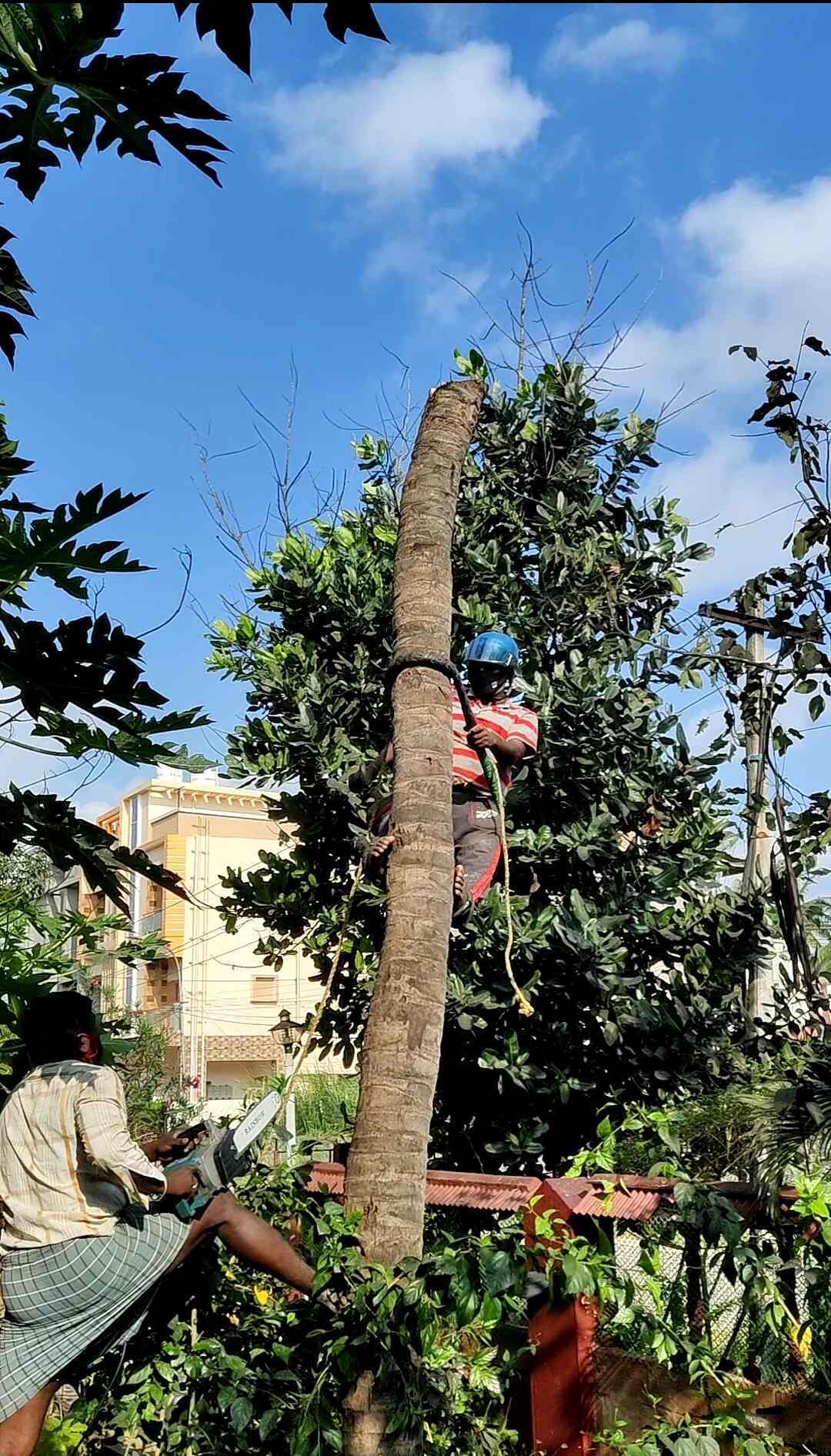 Tree cutter service near me online