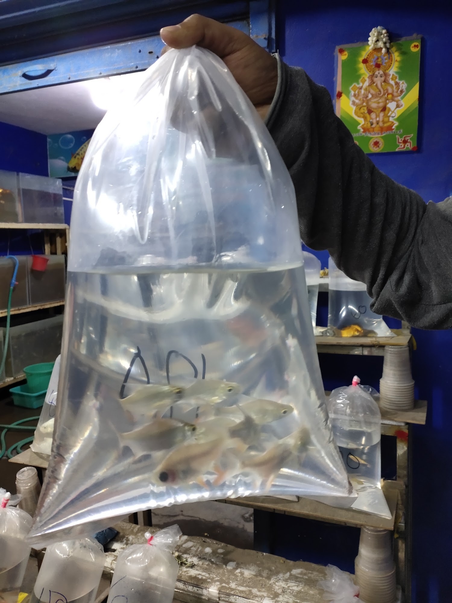 Fish shop in kolathur sale