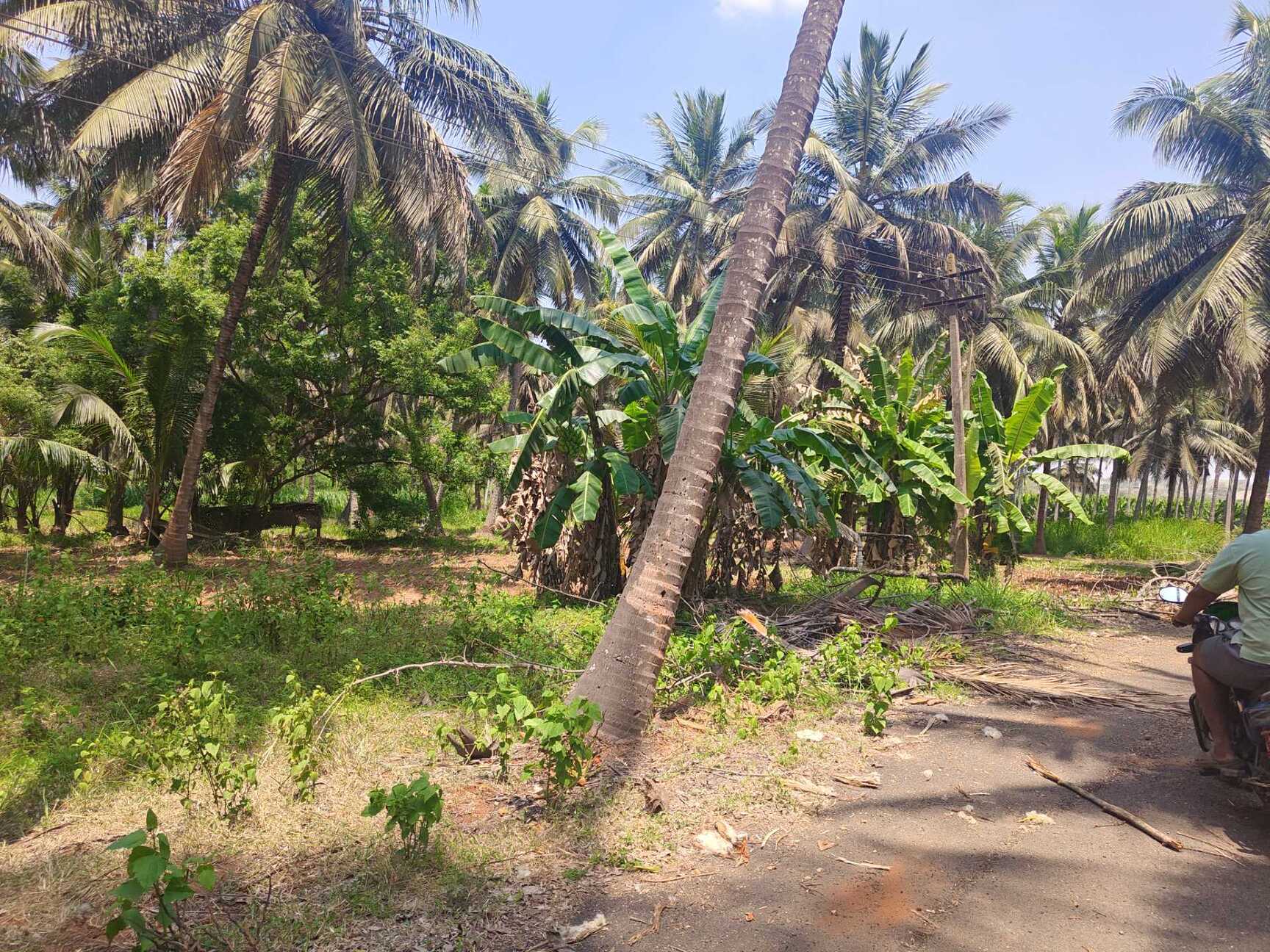 Top Goat Suppliers in Wayanad - Best Goat Dealers near me - Justdial