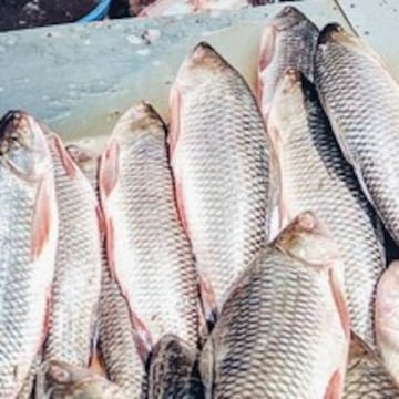 Top Fish Markets in Cuttack near me - Justdial
