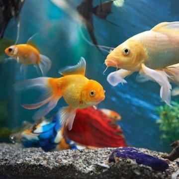 Any aquarium shop near me best sale